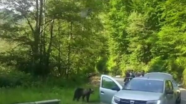 curiozitate sau inconstienta zeci de turisti au hranit ursii de pe marginea drumului din zona barajului vidraru