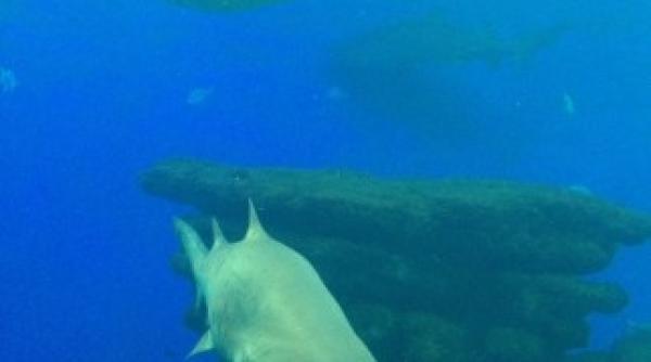 o studenta a murit dupa ce a fost atacata de trei rechini