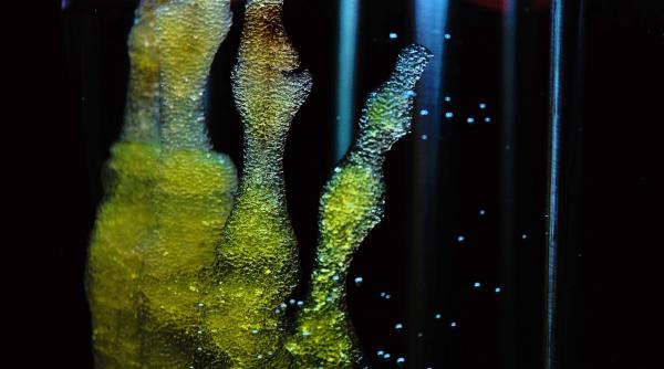 studiu descoperirea care poate revolutiona problema pierderii parului cu ajutorul celulelor stem