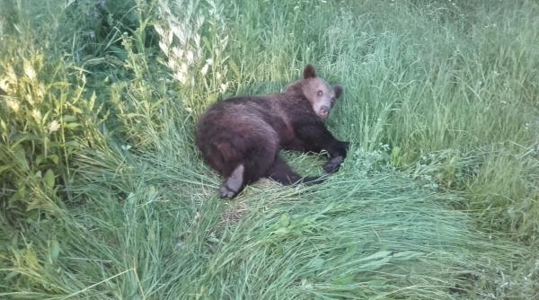 urs de mari dimensiuni lovit pe dn1 la intrare in brasov