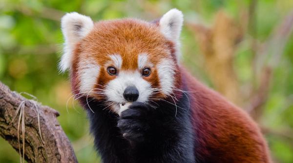 un pui de panda rosu s a nascut la o gradina zoologica din estul germaniei
