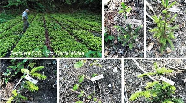 o noua padure prinde viata sute de mii de copaci plantati in fagaras