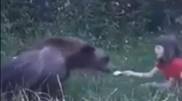 urs hranit din mana pe transfagarasan