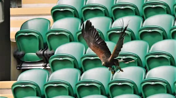 video imogen si rufus cerberii nevazuti de la wimbledon