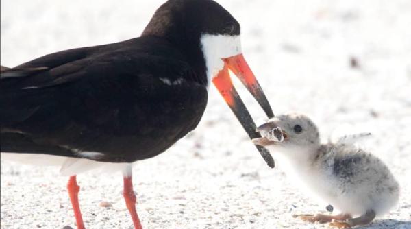 imaginea dezastrului uman care va va urmari dar trebuie sa va pese