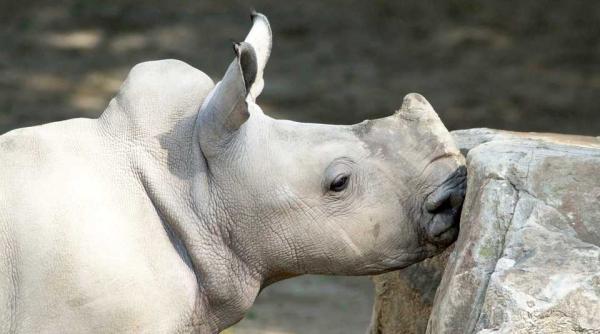 un rinocer dintr o specie aflata pe cale de disparitie  mort in nepal