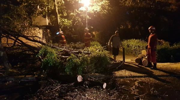 vijelia a facut prapad acoperisuri de bloc smulse si zeci de copaci doborati