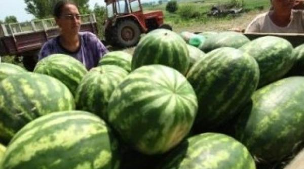 cum alegi cel mai bun pepene cinci trucuri pe care trebuie sa le stii