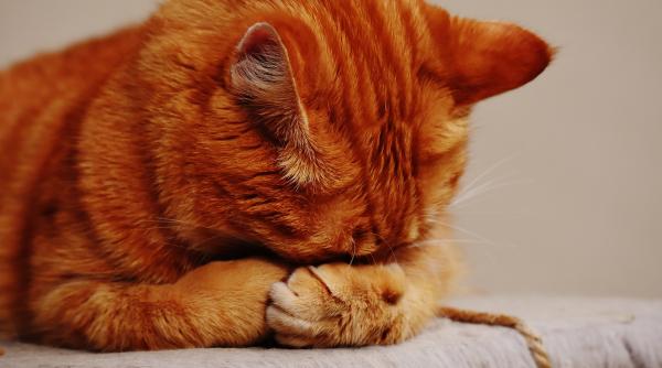 misterul mortii pisicii premierului neozeelandez a fost deslusit