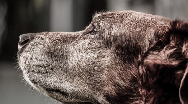 bucurestean amendat cu 2 000 de lei pentru ca nu si a ingrijit cainele