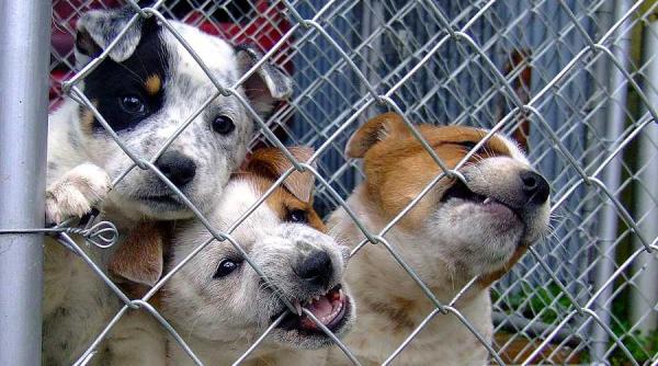 kim basinger protest impotriva consumului de carne de caine
