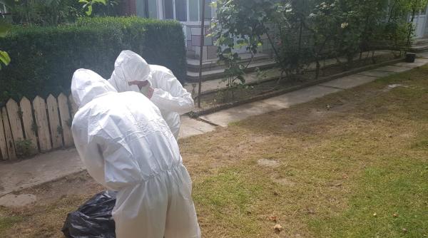 pesta porcina in prahova sute de porci ucisi de autoritati