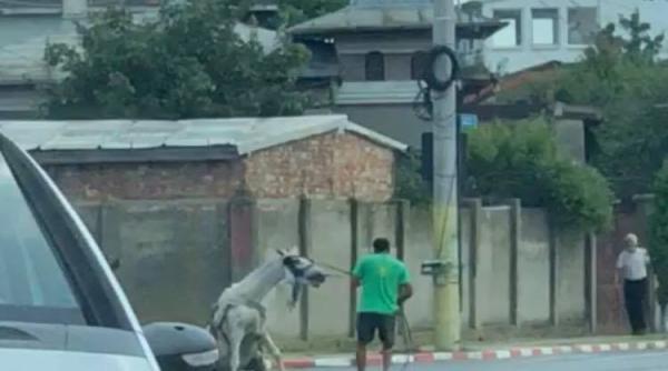 cruzime impotriva animalelor cal prabusit pe strada in apropierea bucurestiului