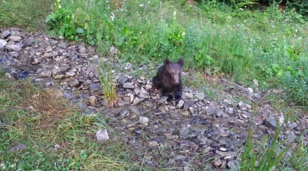 pui de urs epuizat disparut desi ministrul a dat ordin sa fie dus in rezervatie la noi nu va ajunge nu acest pui nu se stie ce s a intamplat cu el