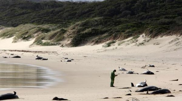 zeci de balene pilot descoperite moarte de turisti pe o plaja din islanda