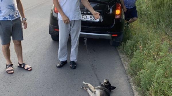 cruzime impotriva animalelor un preot din rep moldova a tras un caine pe sosea cu masina