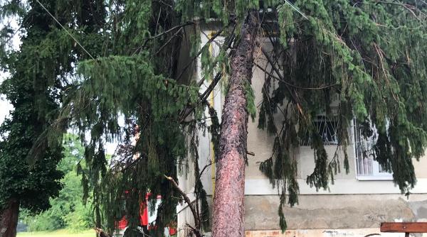 furtuna la arad un brad de mari dimensiuni a cazut peste spitalul judetean