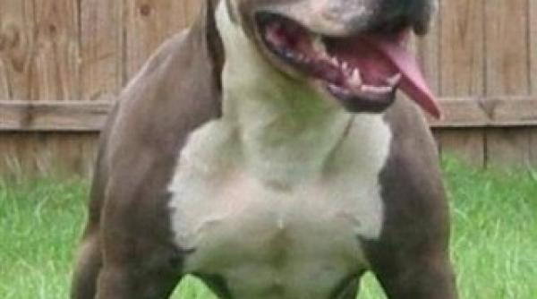 sua doi pitbulli au scapat dintr un adapost si au omorat 29 de pisici in alabama