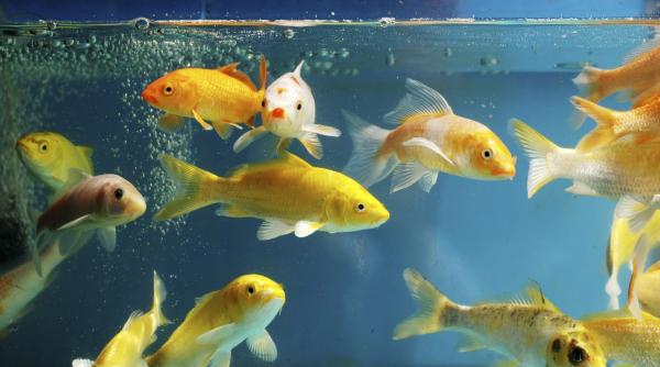 bancul zilei a murit pestele