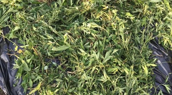 perchezitii la traficanti de droguri  plantau canabis in gradina si aveau recolte de zeci de mii de euro