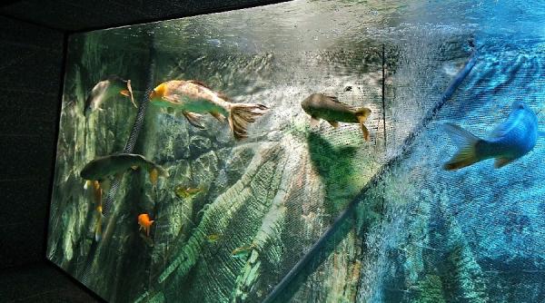 fata ranita acvariu constanta directorul explica motivele spargerii geamului