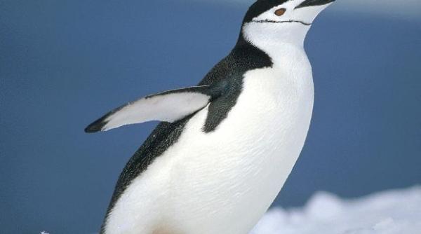 fosila unui pinguin urias descoperita in noua zeelanda