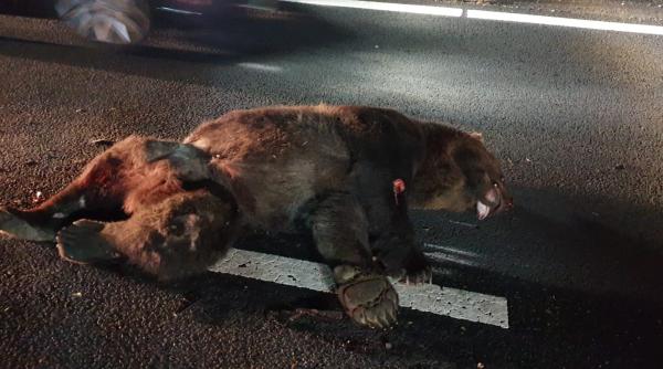 urs lovit de patru masini pe autostrada a1  doi copii cu atac de panica