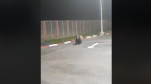 ursi filmati in timp ce se plimbau intr o benzinarie din azuga