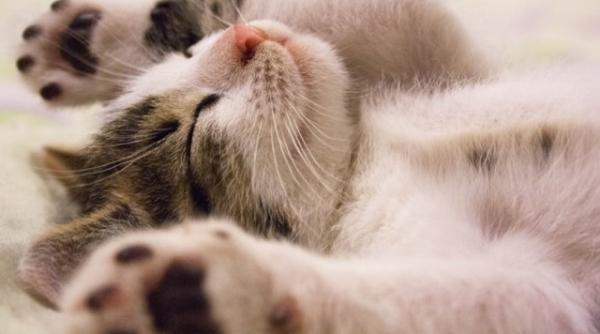 studiu stereotipul femeii nebune cu multe pisici nu este sustinut de dovezi stiintifice