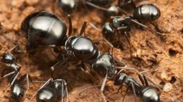 cele mai simple si ieftine trucuri care va scapa de furnici pentru totdeauna