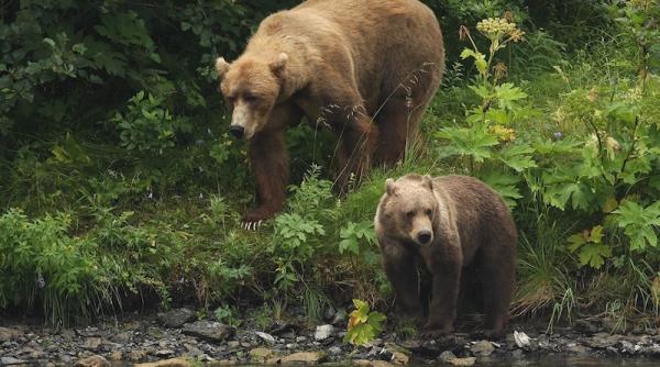 cetatenii avertizati prin ro alert un urs vazut in zona taberei santa din paltinis