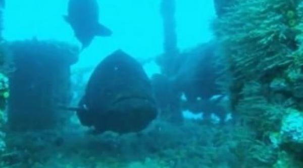 cine ar putea fi legendarul monstru din loch ness ce spun cercetatorii