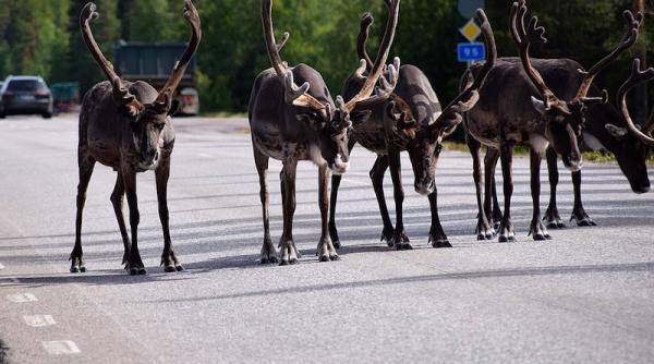 doua vehicule blindate s au ciocnit din cauza unui ren  in finlanda