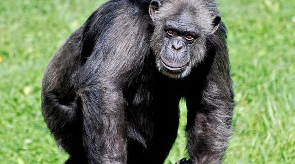 maimuta lui nutu camataru  gasita de autoritati