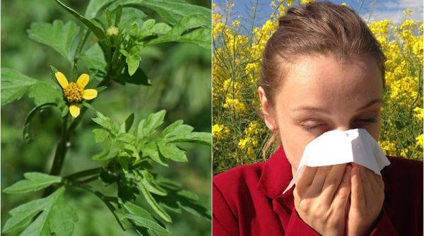 alergia la ambrozie simptome neobisnuite cum te afecteaza boli cronice