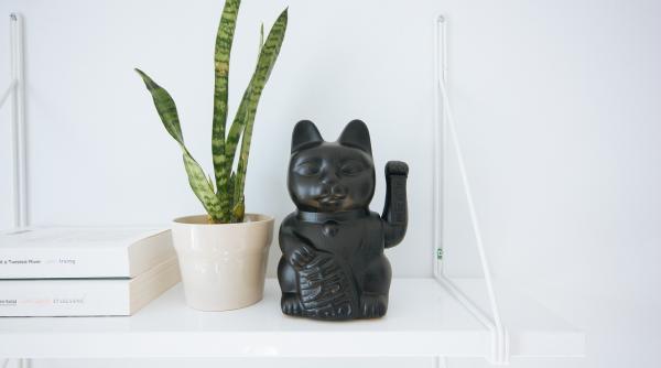 de ce sa pui o planta verde la intrarea in casa iti va schimba viata total