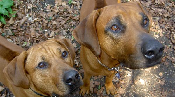 norvegia interdictie de participare la dracula dog show de la mures