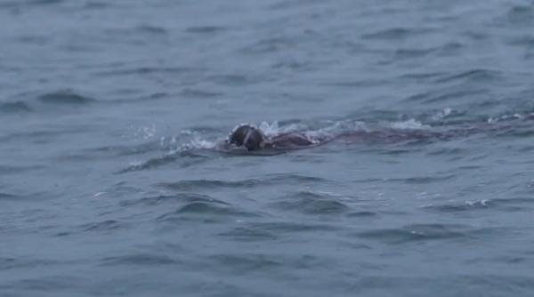 sarah thomas supravietuitoare a cancerului prima persoana care a traversat inot canalul manecii de patru ori fara oprire