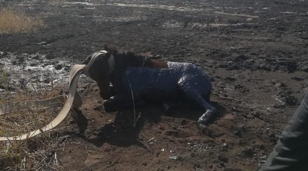 cal salvat dintr un canal de pompierii galateni