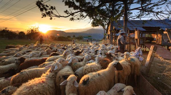 ravasitul oilor de la runcu a dat peste cap traficul pe dn 71