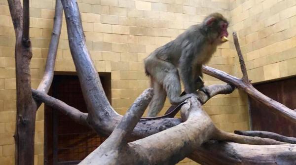 animalele exotice capturate din curtea lui nutu camataru spre gradina zoologica