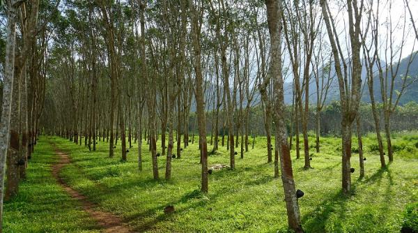 uefa planteaza 50 000 de arbori in romania