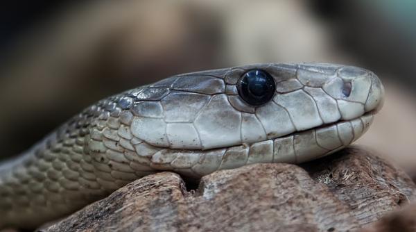 sarpe boa constrictor descoperit sub capota unei masini duse la reparat