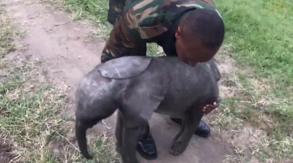 un elefant pigmeu de borneo  descoperit mort in malaezia