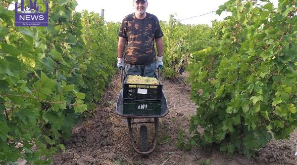 cum se fac vinurile bune secretul il aflati de la adrian radulescu presedintele asociatiei fermierilor