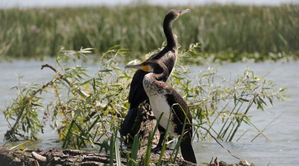rezervatia biosferei mura drava dunare ar putea fi inclusa pe lista unesco