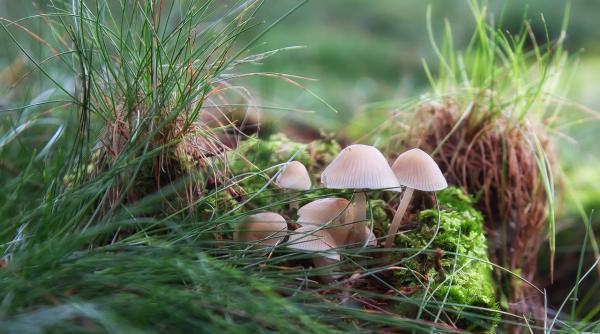 una dintre cele mai periculoase ciuperci din lume le putem gasi in gradina noastra