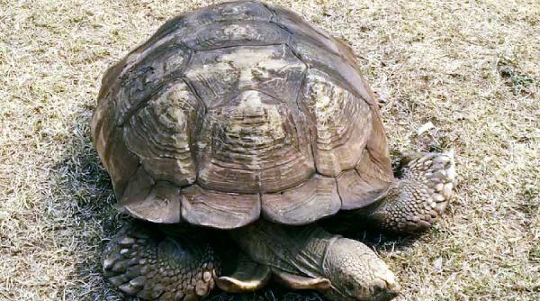 a murit alagba avea 344 de ani trupul ii va fi conservat era cea mai batrana broasca testoasa din africa