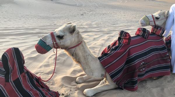 dubai primul hotel din lume cu jungla proprie cum va arata