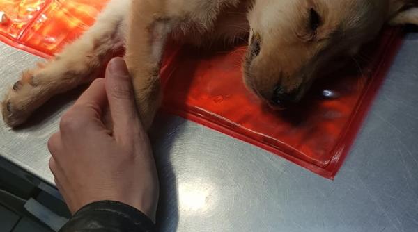 mafia vanzarii cainilor el e max pardon era max pana astazi cand l am ingropat va rog cititi mi povestea